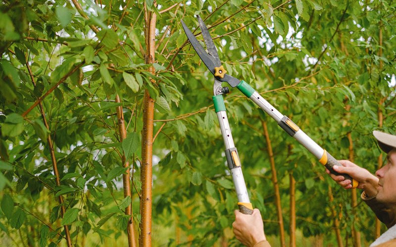Tree trimming in Hornell, NY